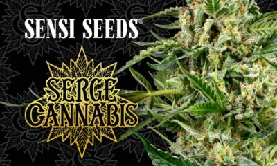 Sensi Seeds x Serge Cannabis