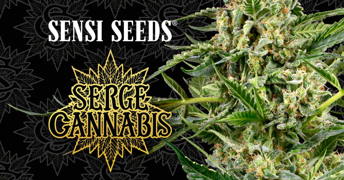 Sensi Seeds x Serge Cannabis