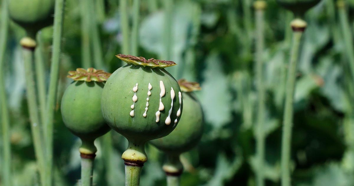 Opium und Pilze in Thailand