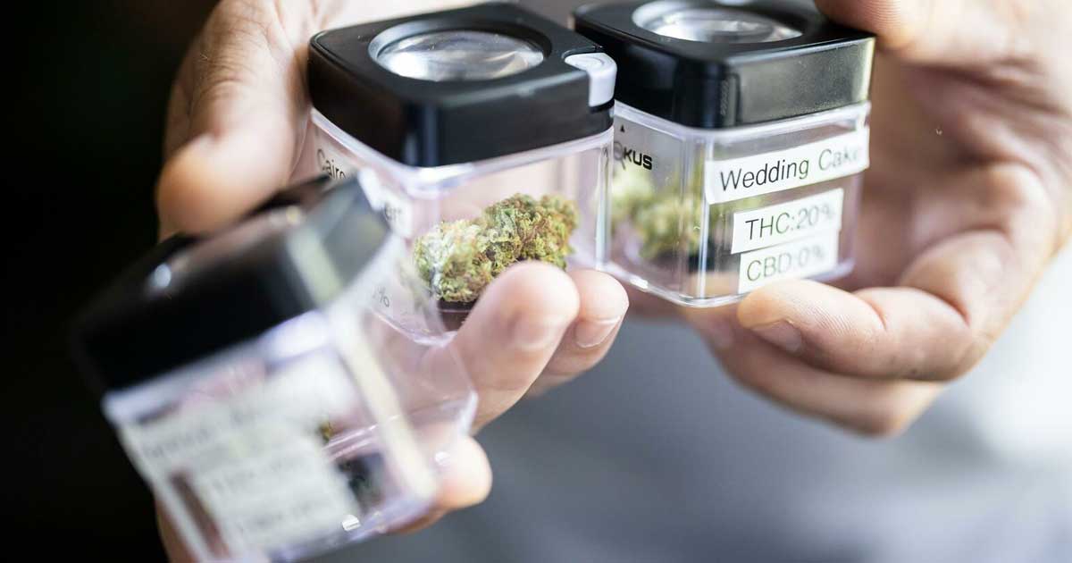 Erste Daten zu legalem Cannabis Züri Can