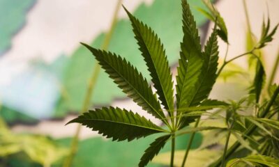 Abstimmung über die Legalisierung von Cannabis in Deutschland