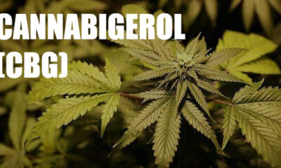 Cannabigerol