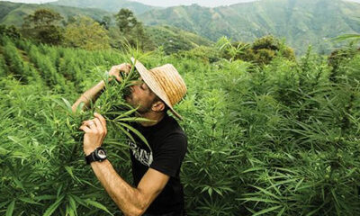 Cannabis landrace