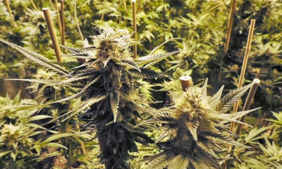 Foto von Cannabis Ruderalis