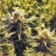 Foto von Cannabis Ruderalis