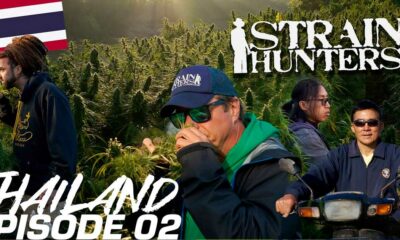 Strain Hunters in Thailand