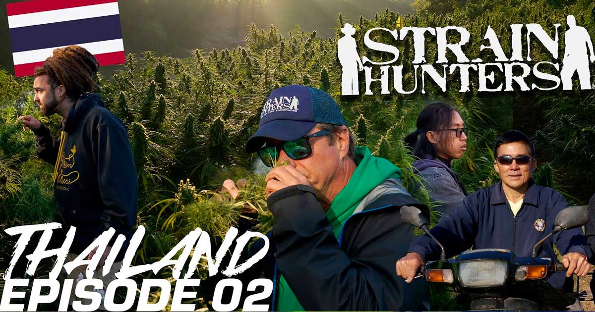 Strain Hunters in Thailand