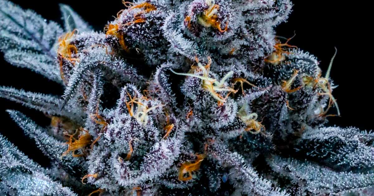 THC-Gehalt von illegalem Cannabis in den USA