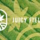 Juicy Fields Betrug