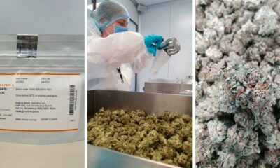 Materia exportiert Cannabis nach Deutschland