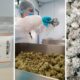 Materia exportiert Cannabis nach Deutschland