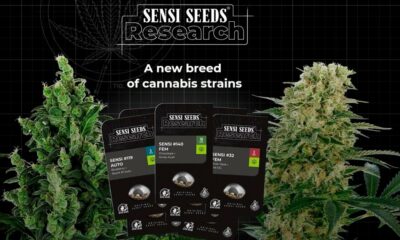 Sensi Seeds und Samen in Deutschland