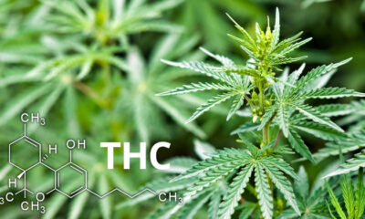 Definition von THC