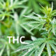 Definition von THC