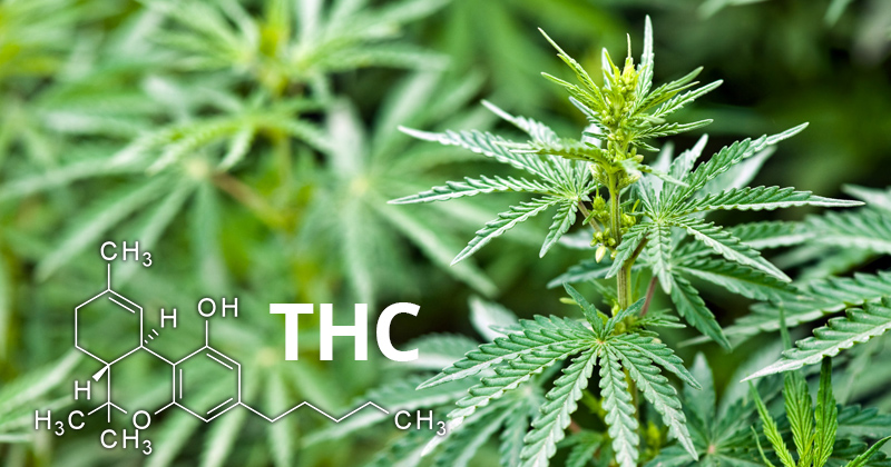 Definition von THC