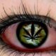 Rote Augen durch Cannabis