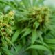 Messung von THC und CBD in Cannabis