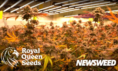 Royal Queen Seeds Thailand