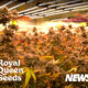 Royal Queen Seeds Thailand