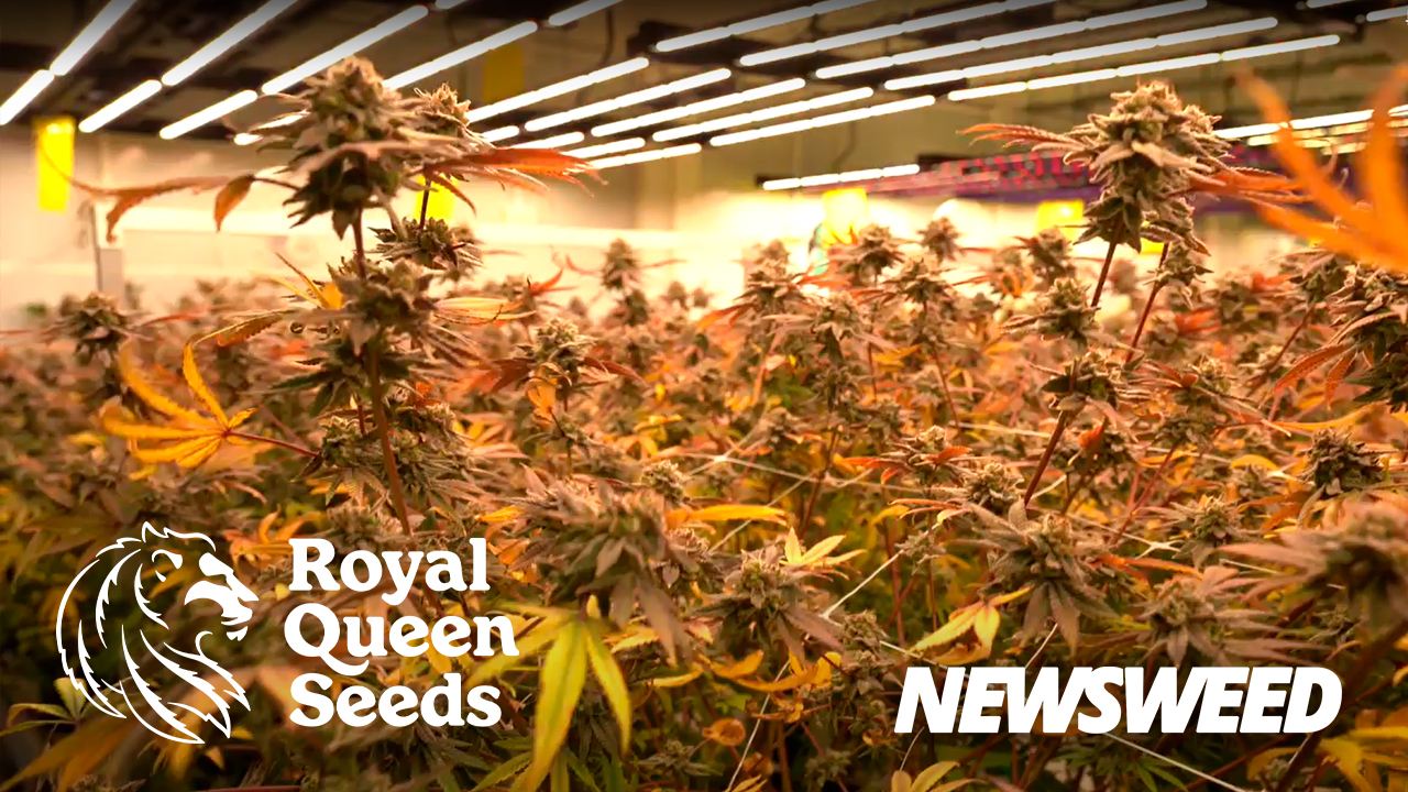 Royal Queen Seeds Thailand