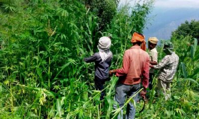 Hanf und Cannabis in Himachal Pradesh