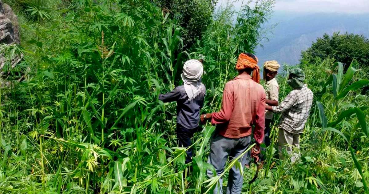 Hanf und Cannabis in Himachal Pradesh