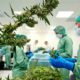 Medizinisches Cannabis in der Ukraine