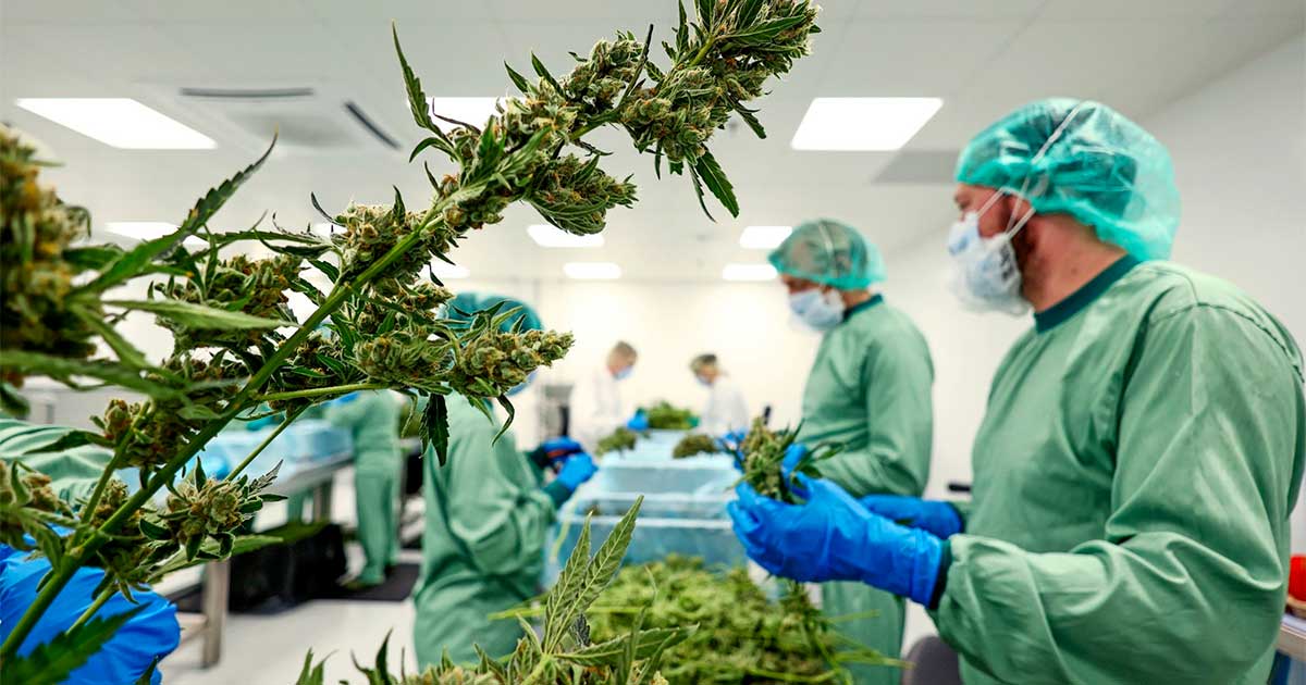 Medizinisches Cannabis in der Ukraine