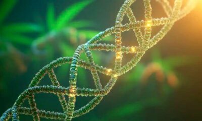 Cannabis und DNA