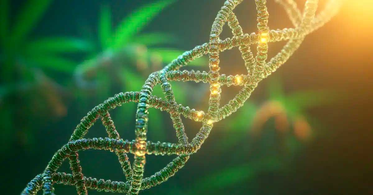 Cannabis und DNA