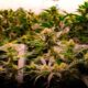 Medizinisches Cannabis boomt in Australien