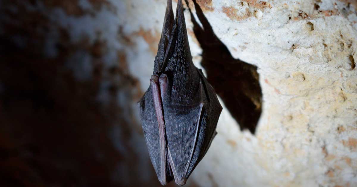 Todesfälle durch Fledermausguano