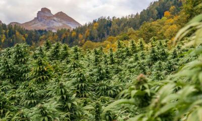 Projekt zur Legalisierung von Cannabis in der Schweiz