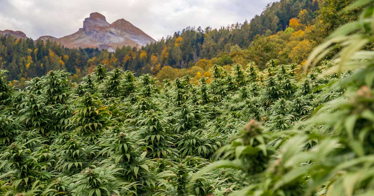 Projekt zur Legalisierung von Cannabis in der Schweiz