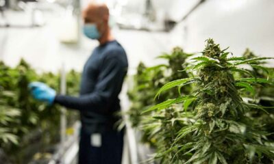 Cannabisindustrie in Kanada und Beteiligung am BIP