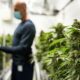 Cannabisindustrie in Kanada und Beteiligung am BIP