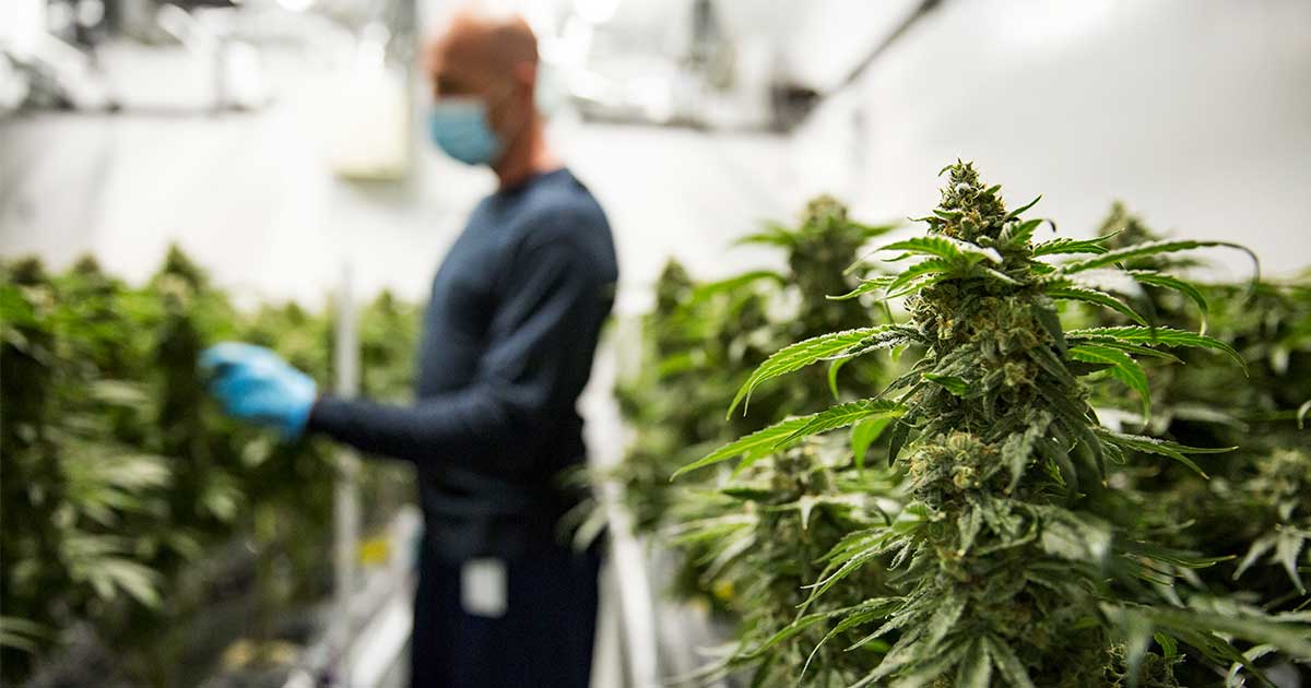 Cannabisindustrie in Kanada und Beteiligung am BIP