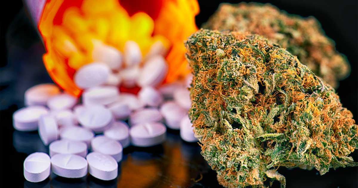 Medizinisches Cannabis und Opioide